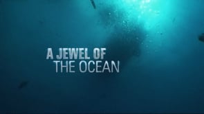 Discovery Channel 'Abalone Wars' Hero Promo 90sec