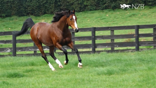 2024 National Weanling Sale | First Season Sire- Armory