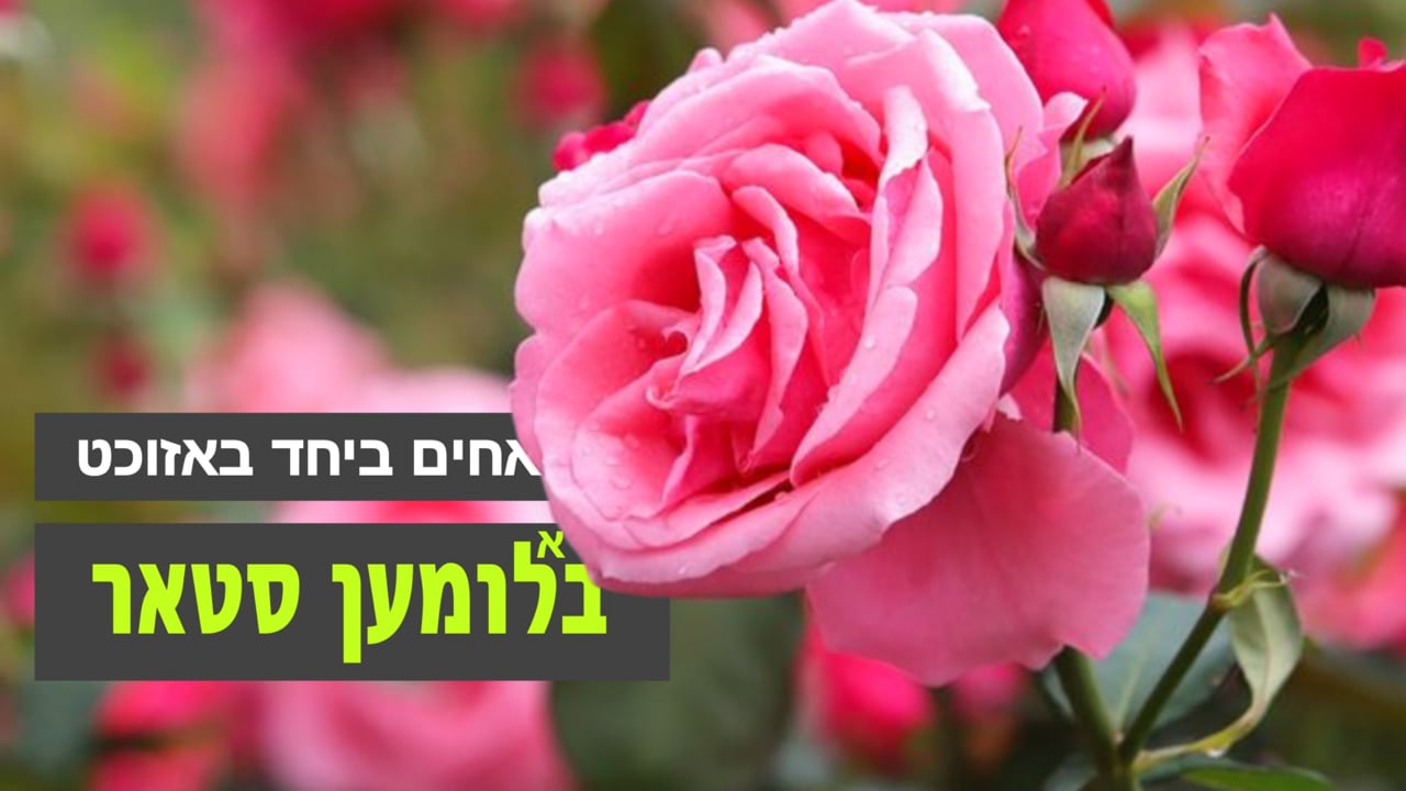 אחים ביחד באזוכט א בלומען סטאר