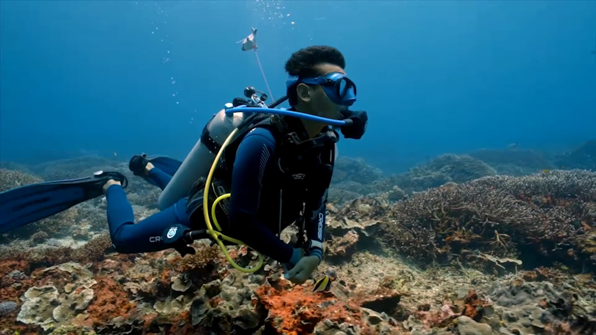 National Geographic's When Sharks Attack...and Why