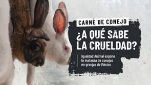 Exponiendo la cruel realidad de los conejos en México