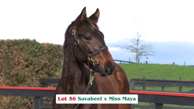 Lot 56