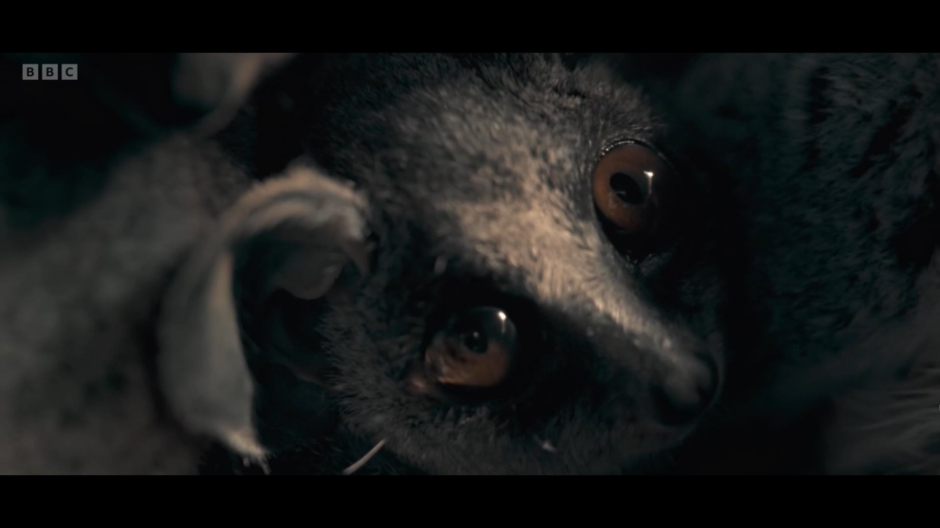 Matt Roseveare - Natural History Show Reel 2024