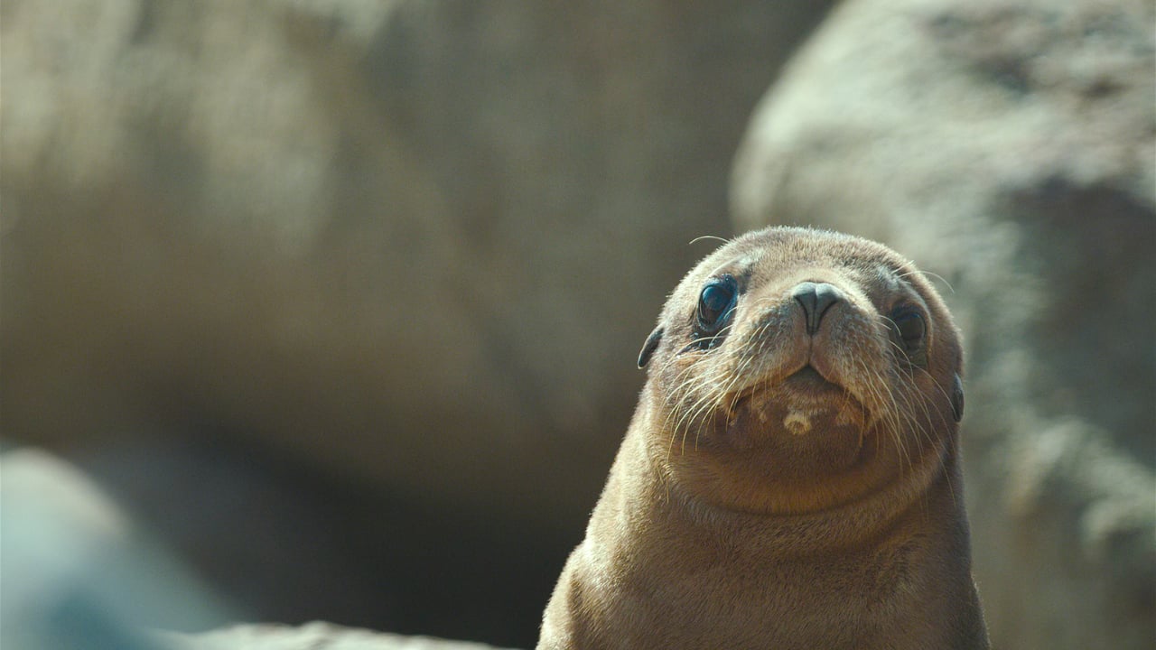 Sea Lions: Life by a Whisker