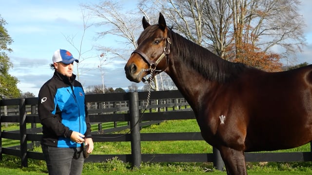 2024 National Weanling Sale | First Season Sire - The Chosen One