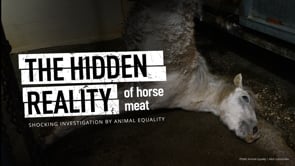 Horse slaughterhouse investigated in Spain