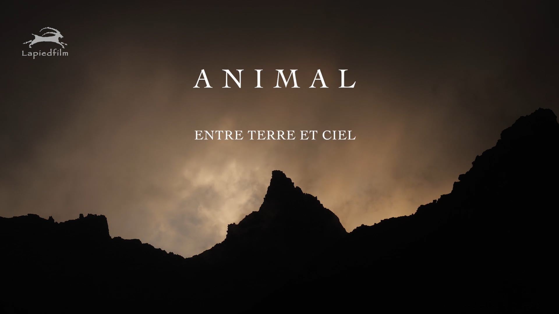 BA ANIMAL
