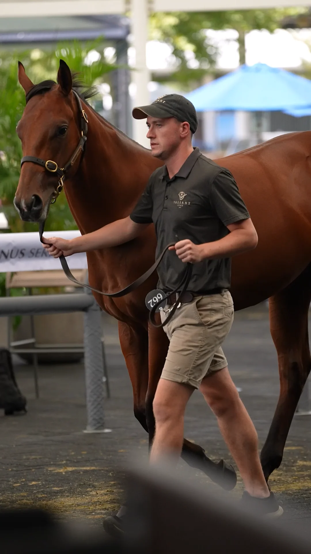 Farnan top lot at the 2024 Inglis Classic Yearling Sale