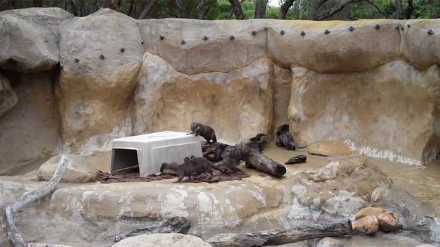 Baby Otters At The Santa Barbara Zoo On Vimeo