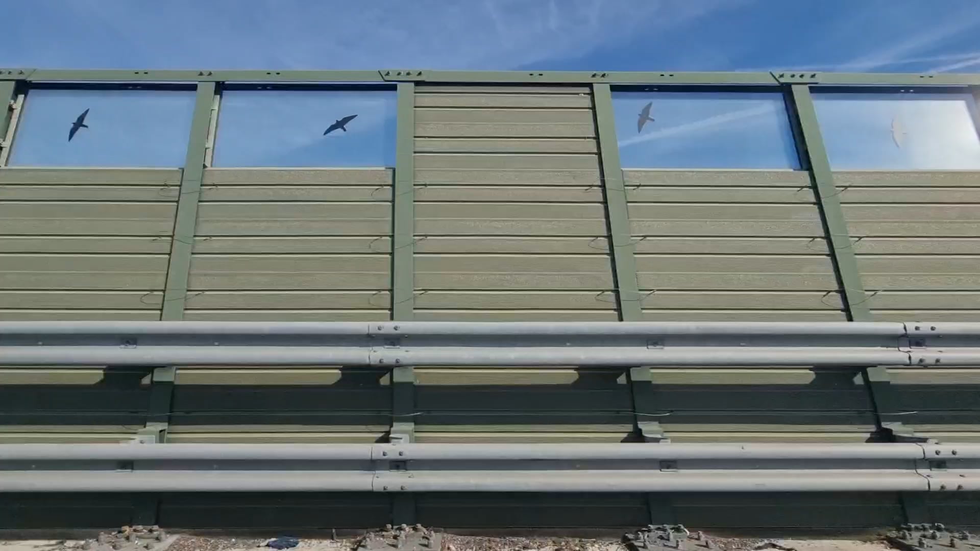 Birds 1 (2024)