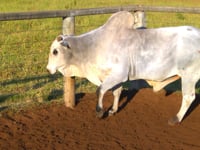 Lote 22