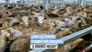 La crueldad de la exportación de animales