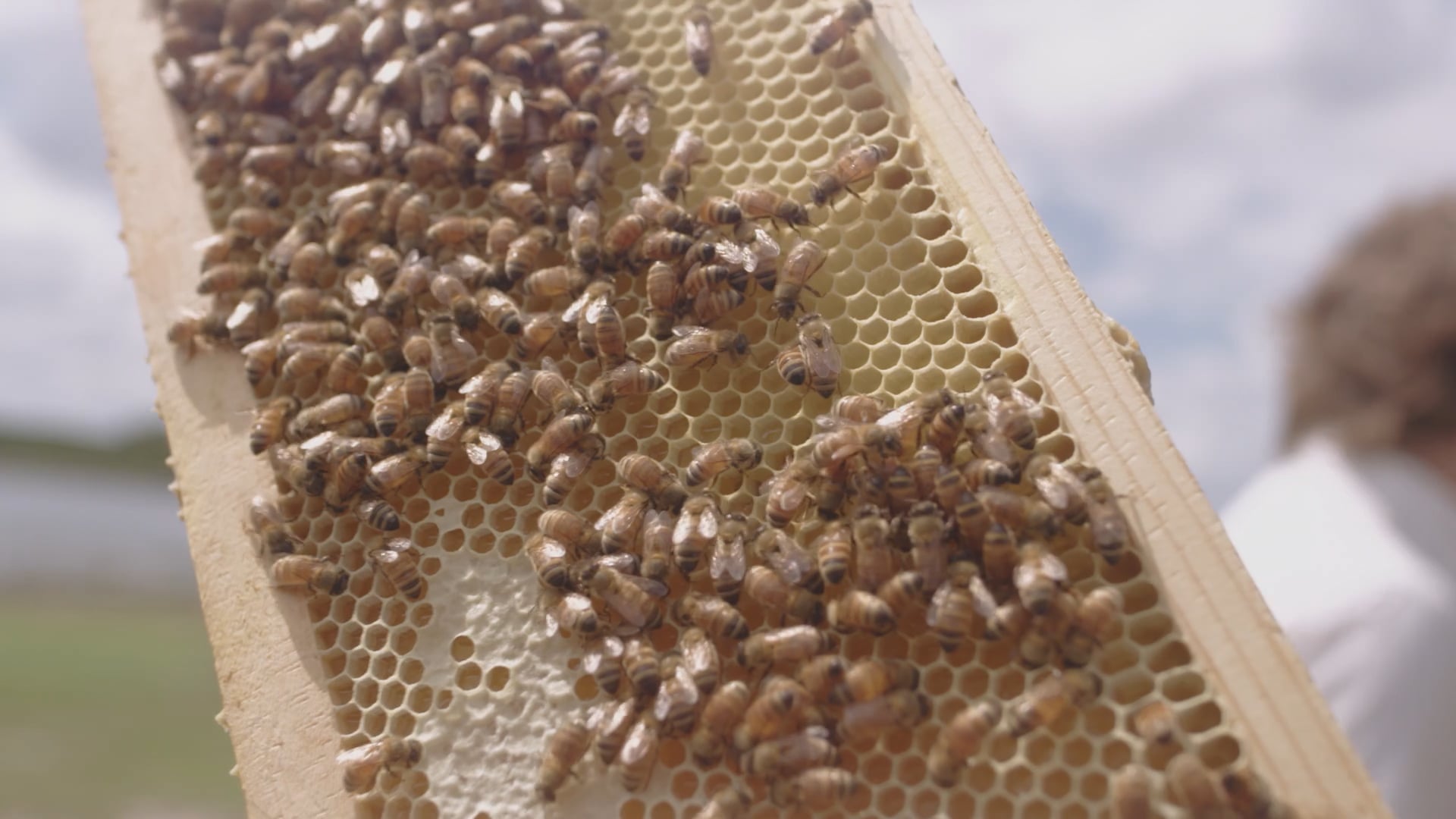 Savannah Bee Company