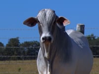 Lote 1005