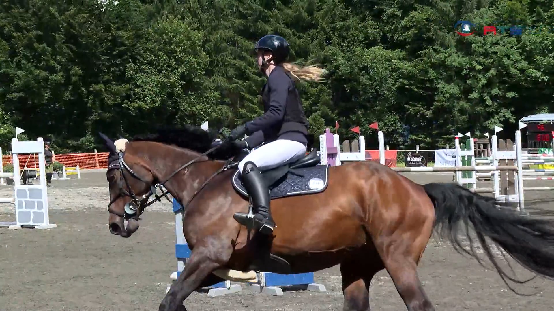 topleistungen-bei-den-landesmeisterschaften-der-noriker-und-haflinger