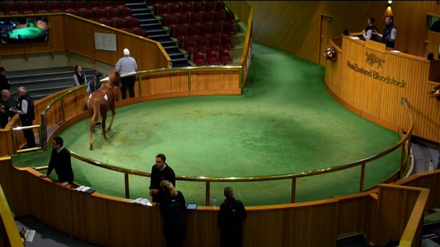 2024 National Weanling Sale - Lots 103 - 111