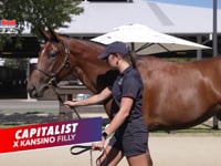 Capitalist x Kansino Filly TVC