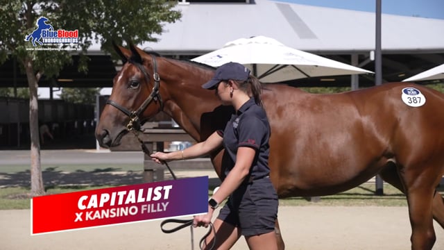 Capitalist x Kansino Filly TVC