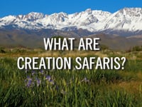 What Are Creation Safaris?