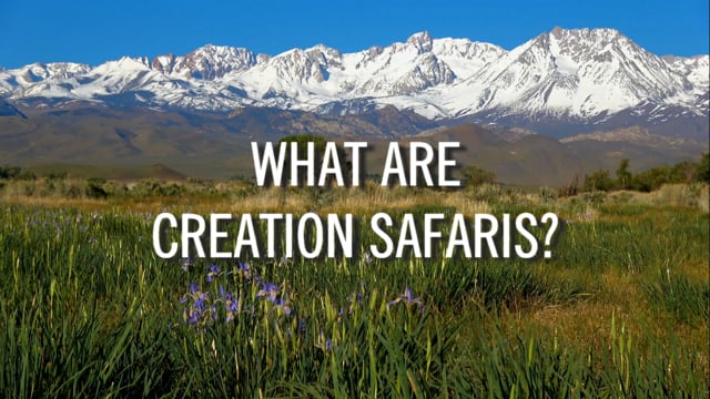 What Are Creation Safaris?