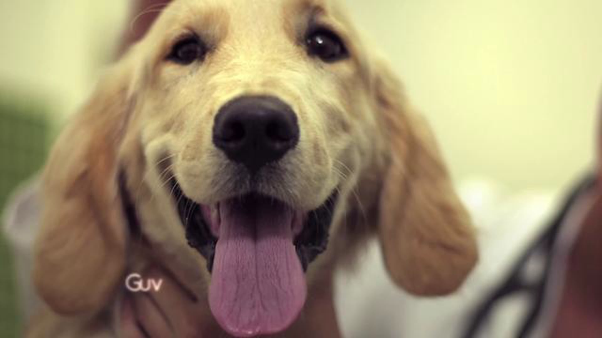 CFA | Petshop