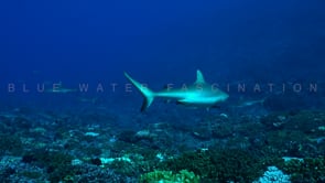 2494_Grey reef sharks swimming over coral reef 