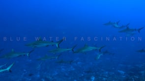 2495_Many grey reef sharks swimming over coral reef in French Polynesia