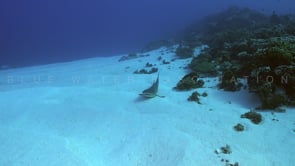 2496_Whitetip reef shark resting and swimming over sand