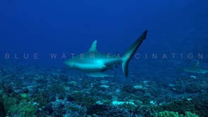 2493_Grey reef shark passing camera close showing eye
