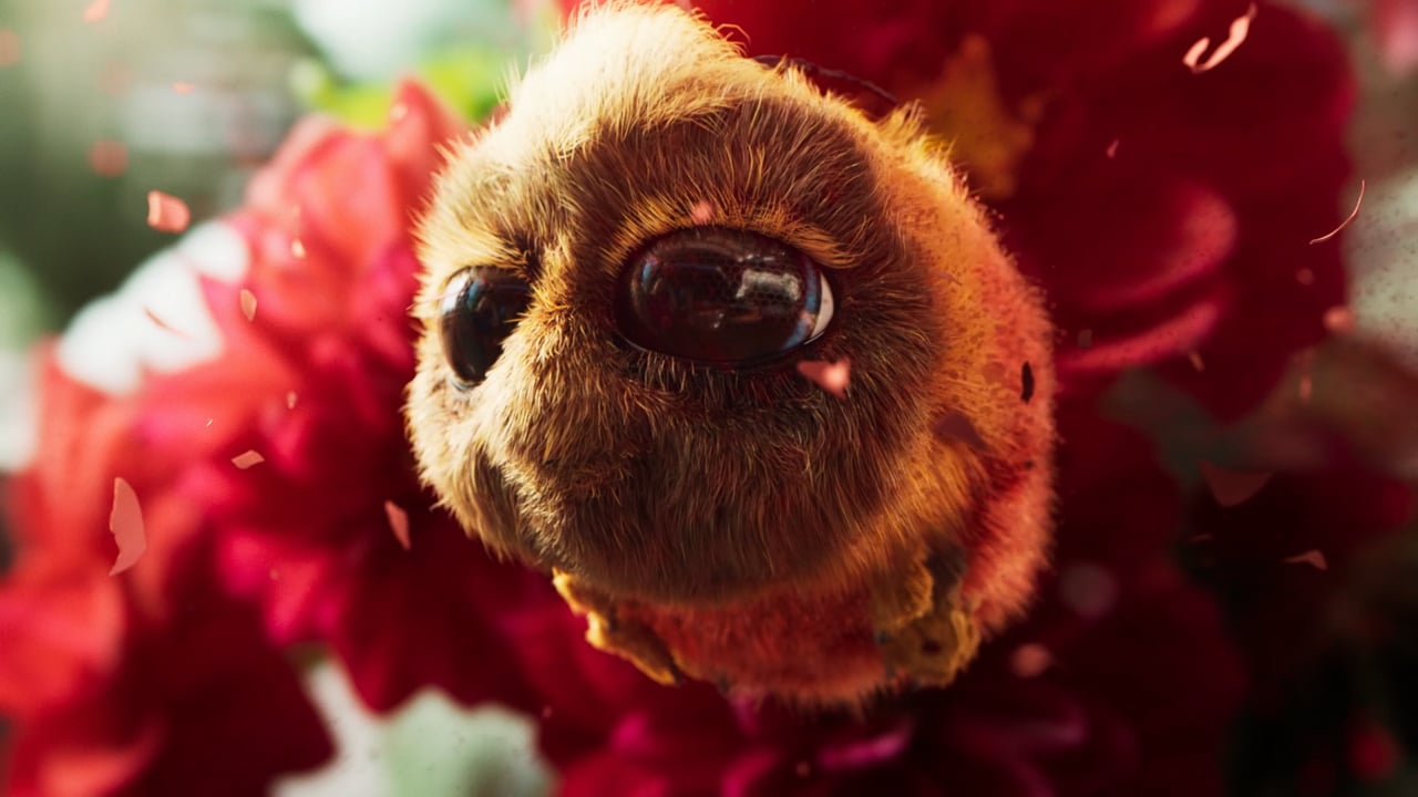 Vorschaubild von Football