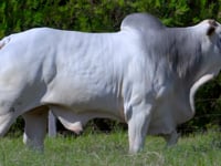 Lote 80