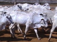 Lote 37