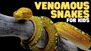 Vimeo Thumbnail