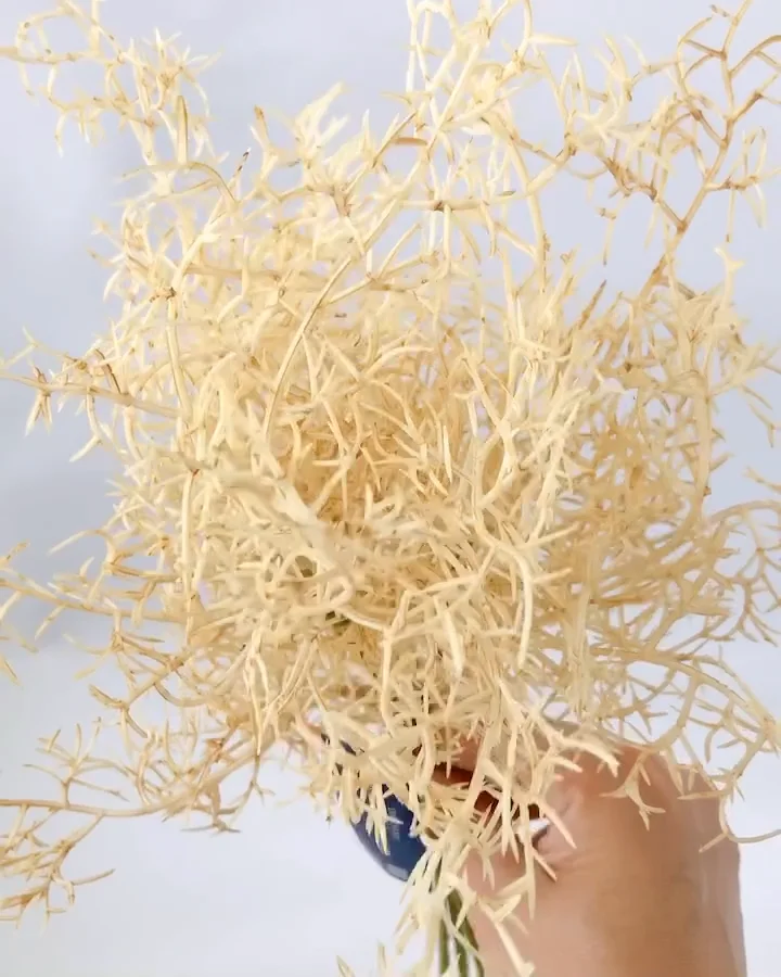 ヴィンテージ   天然素材　バチ　重さ約　113g  #387 ヴィンテージ 天然素材 バチ 重さ約 113g #387