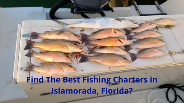 Snap Em Up Fishing Charters LLC - Top-Rated Fishing Charters in Islamorada