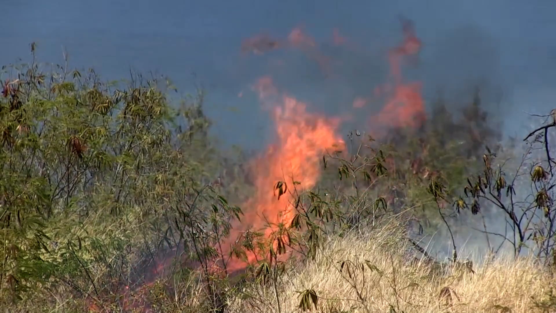 Waiʻanae Wildfire Series by Mālama Learning Center 2024