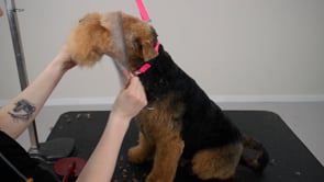 MICROBITE 3 -  Setting the Welsh Terrier head in