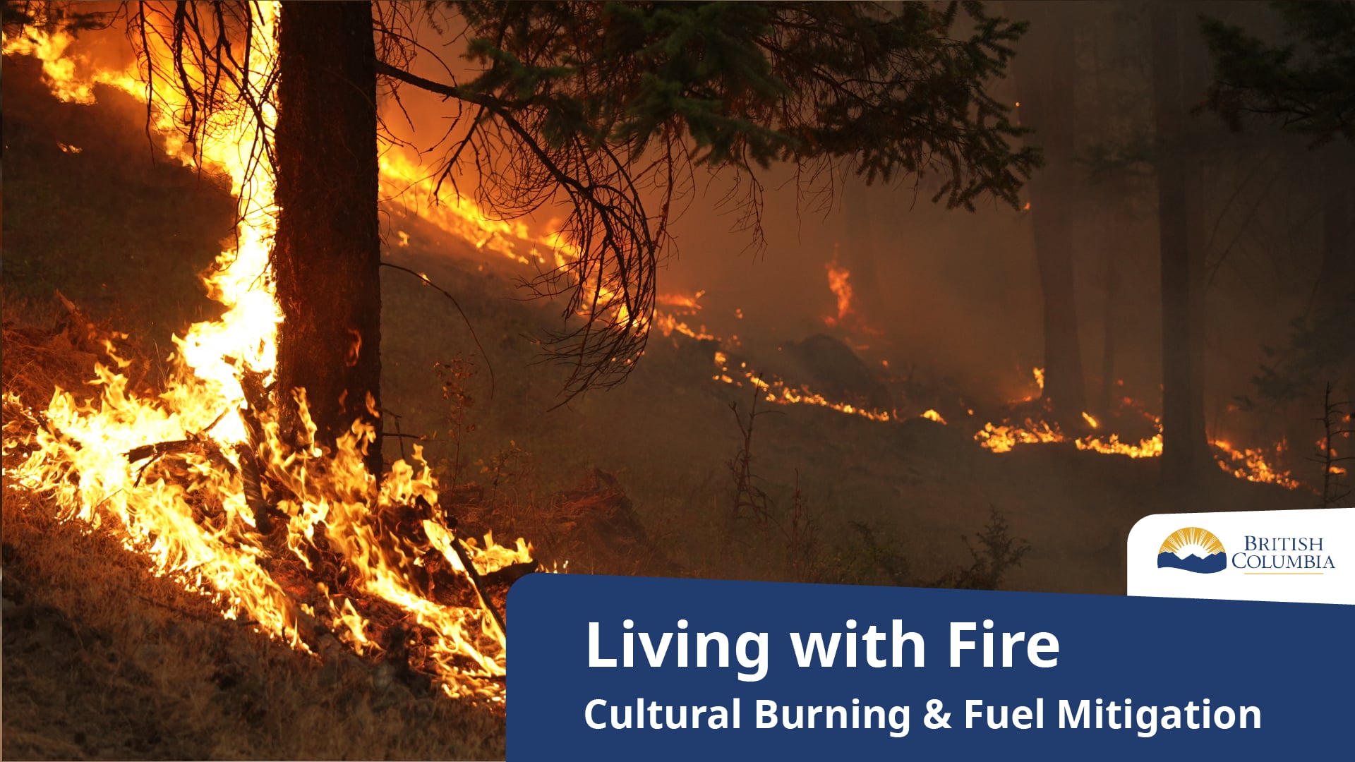 Living with Fire | Cultural Burning and Fuel Mitigation