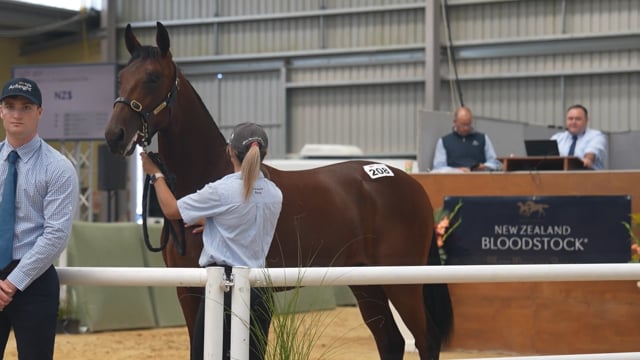 NZB Standardbred | 2025 National Yearling Sale Entries