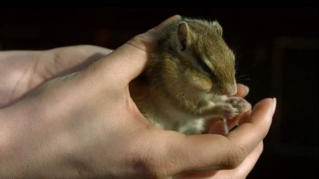 Adorable Chipmunk in Slow Motion on Vimeo