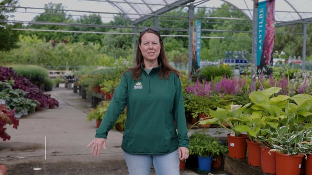 15 Perennials for the Shade Garden