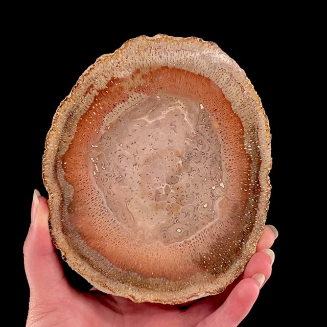 Petrified Palm Wood (polished)