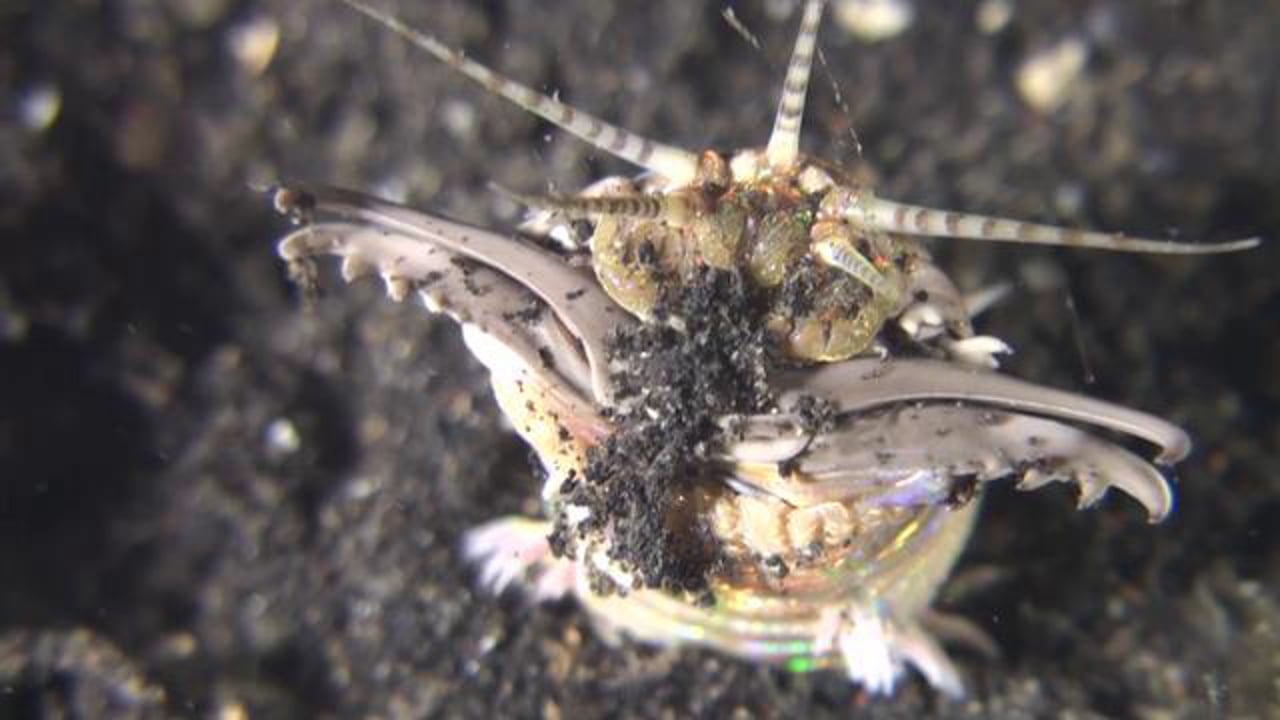 Bobbit Worm - Dinner time