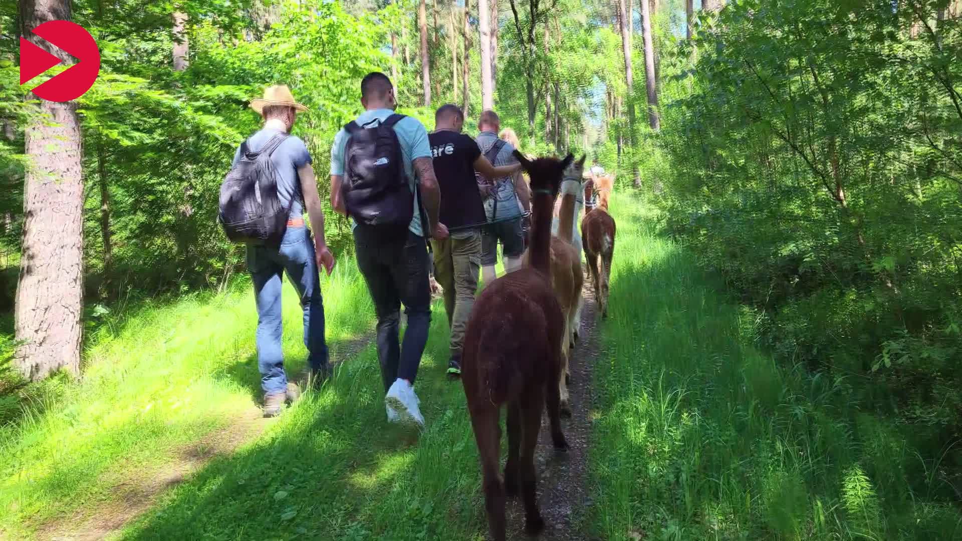 Video Vorschaubild Hiking with Alpacas