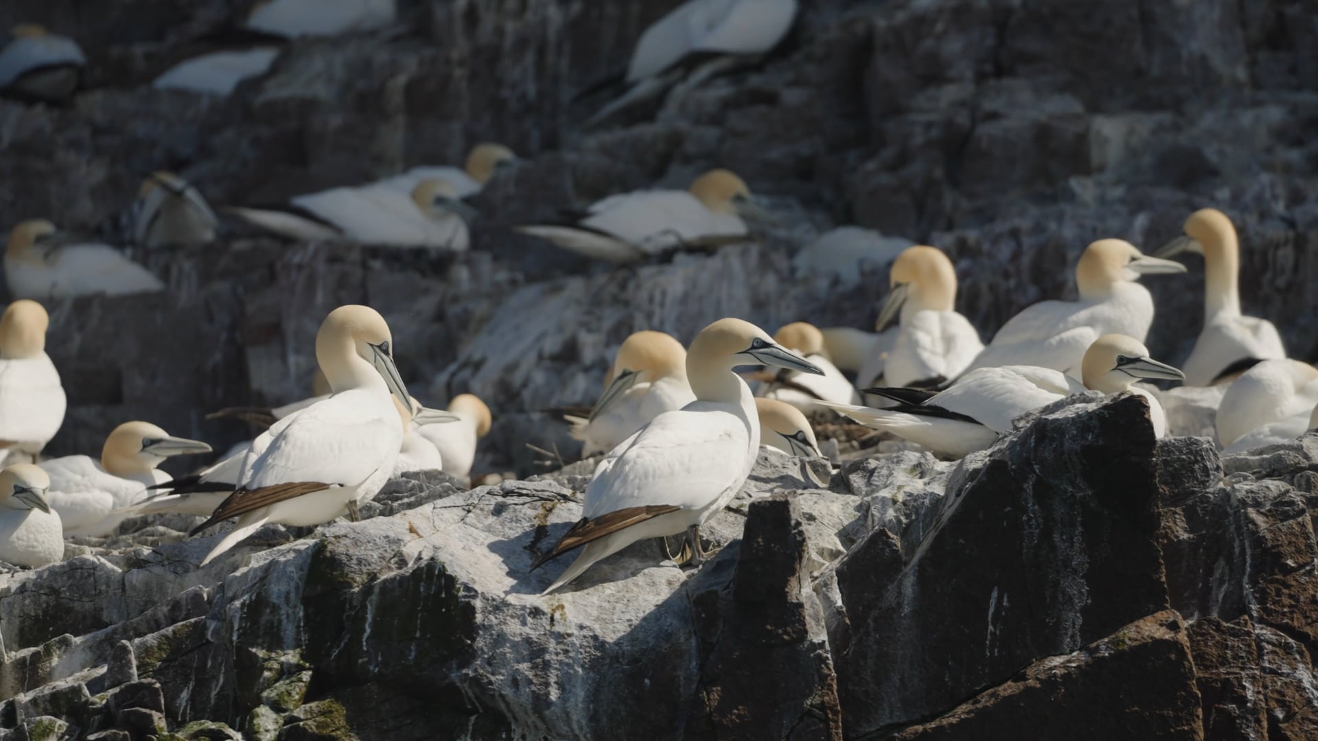 Visit East Lothian - Wonders and Welcomes