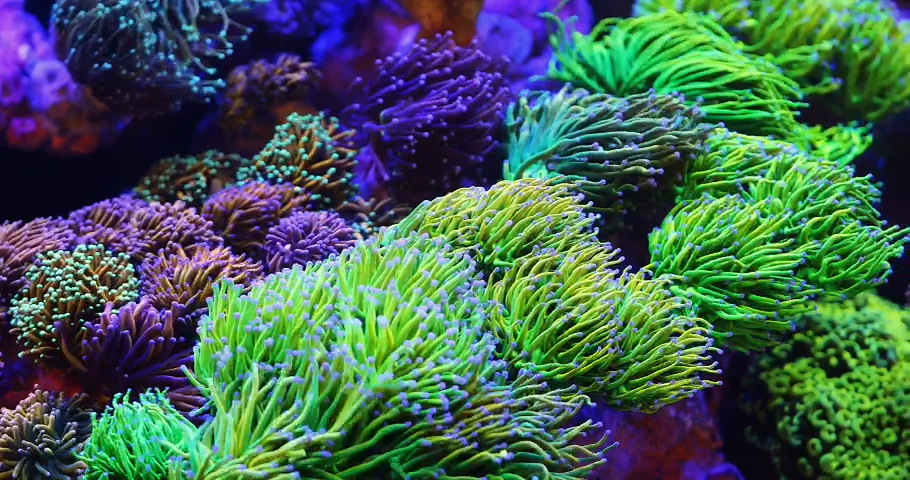 Creating products with passion | Fresh and seawater aquatics