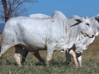 Lote 35