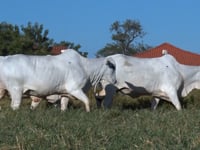 Lote 39