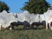 Lote 40