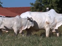 Lote 44